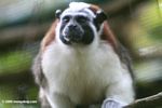 Geoffroy's Tamarin (Saguinus geoffroyi) monkey