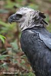 Harpy Eagle at Summit Park
