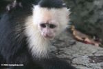 Juvenile White-throated Capuchin Monkey (Cebus capuchinus)