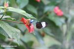 Heliconius butterfly feeding on a hot lips flower