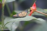 Monarch butterfly; Danaus plexippus; feeding on a hot lips flower