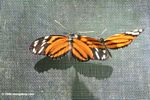 Butterflies mating [pan02-2049]