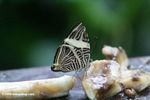 Mosiac butterfly (Colobura dirce) feeding on fruit