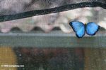 Blue Morpho in the Bocas del Toro Butterfly Garden