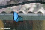 Blue Morpho in the Bocas del Toro Butterfly Garden [pan02-2058]