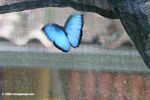 Blue Morpho in the Bocas del Toro Butterfly Garden [pan02-2062]