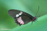 Heliconius butterfly as viewed from above