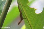 Anole (Anolis auratus) on the underside of a Heliconia leaf