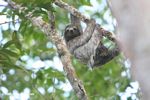 Panamanian Three-toed Sloth (Bradypus variegatus)