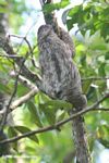 Three-toed Sloth (Bradypus variegatus) camouflaged against a tree trunk