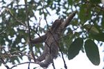 Three-toed Sloth (Bradypus variegatus) reaching for a tree branch