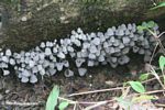Hundreds of white mushrooms