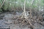 Mangroves on Bocas del Toro; Colon Island