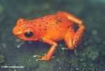 Red poison-dart frog (Dendrobates pumilio)