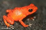 Red frog (Dendrobates pumilio)