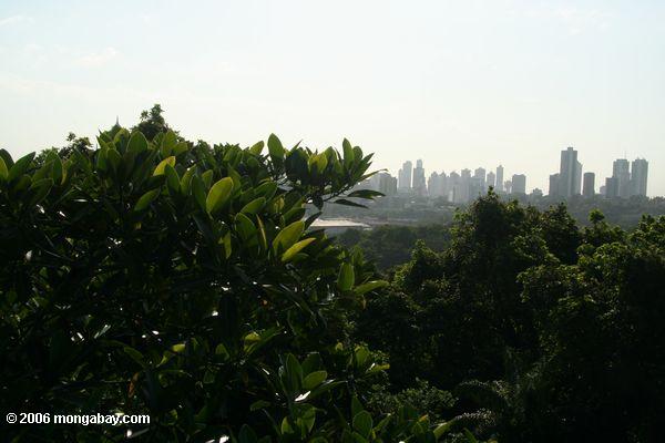 Панама-Сити, как видно из тропических лесов купол из metropolitano природный парк