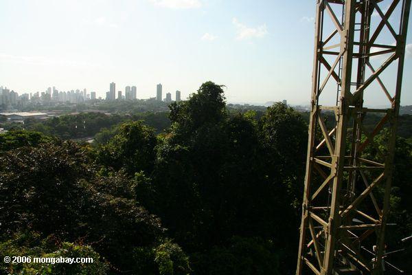 Tropischer Waldhimmelkran mit Panama City als Hintergrund