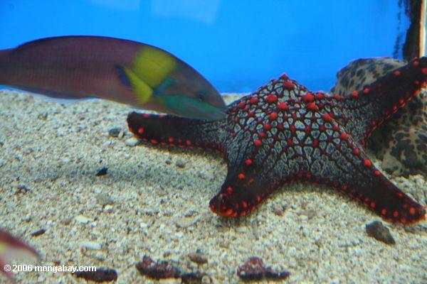 Starfish und Meerwrasse