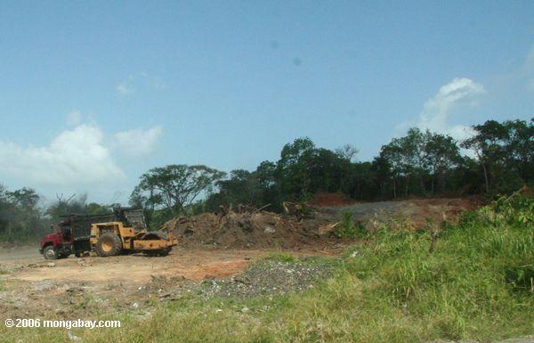 Waldreinigung für Entwicklung nahe dem Zona Libre des Doppelpunkt-