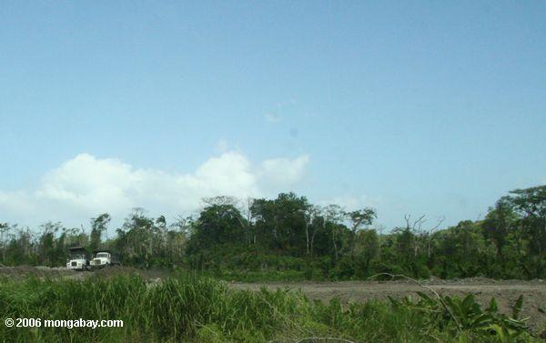 панамский вырубки лесов