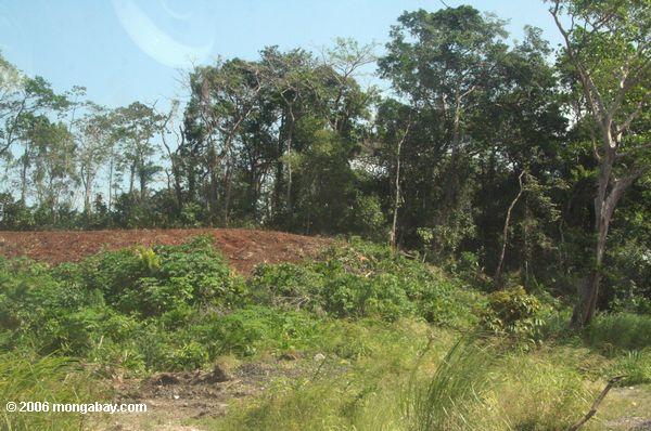вырубки лесов вблизи прямой кишки, Панама