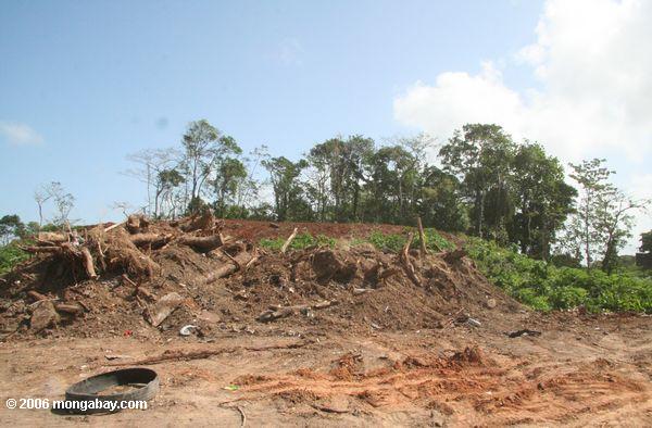 Tropische Waldzerstörung im Panama