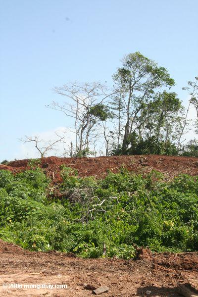 Tree-felling im Panama