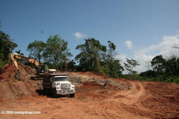 Baumreinigung im Panama