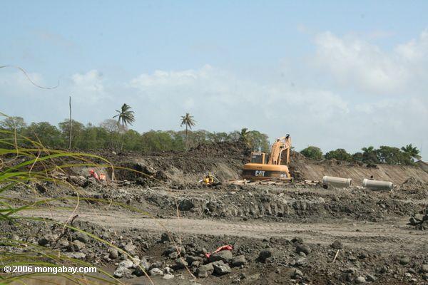 Mangrove Landfilling in Bewegung -- Aufschüttung besteht häufig aus Gatun Anordnung, die mit Fossilien Doppelpunkt reich