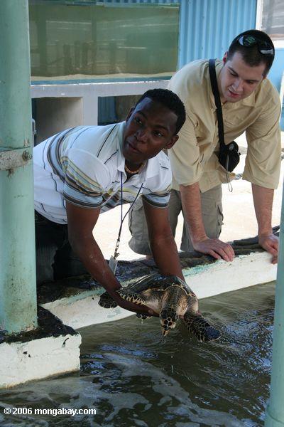 Galeta Seeschildkröte-Erhaltung