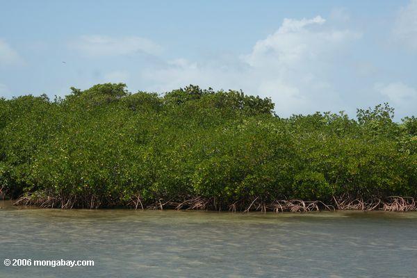 красные мангровые заросли на galeta