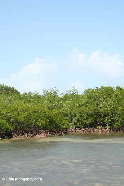 красные мангровые заросли в Панаме