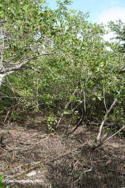 Rhizhomes der roten Mangrove