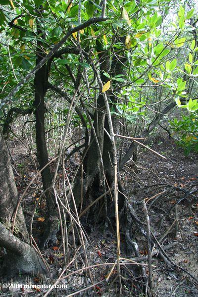 Schwarze Mangrove