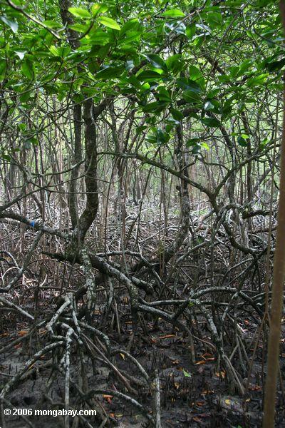 Rhizophora Mangelmangroven in Panama
