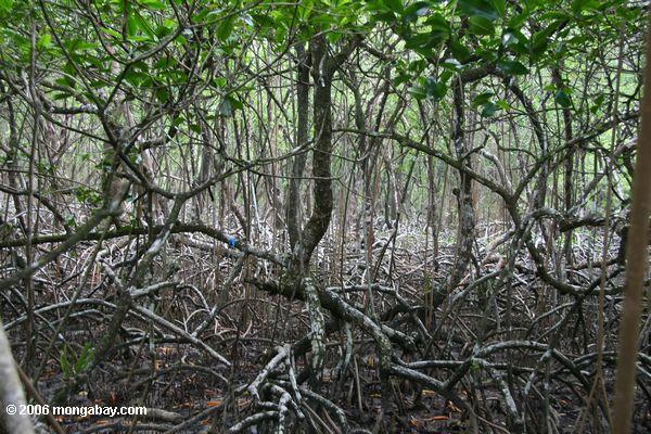 Mangroves vermelhos (mangle de Rhizophora) em Panamá