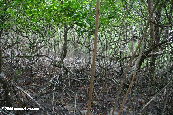 Mangrovewald des Galeta Punktes