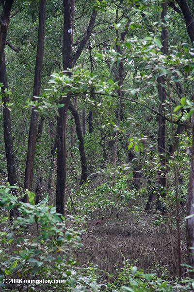 Panamesischer Wald Galeta der schwarzen Mangrove (Avicennia germinans