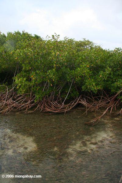 Rote Mangroven und Meer bedecken Betten bei Galeta