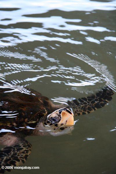 Atlantische Hawksbill Seeschildkröte (Eretmochelys imbricata)