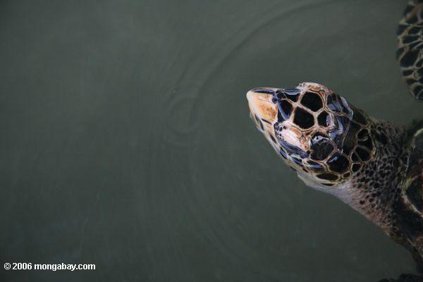 Atlantische Hawksbill Seeschildkröte, die für Luft Galeta