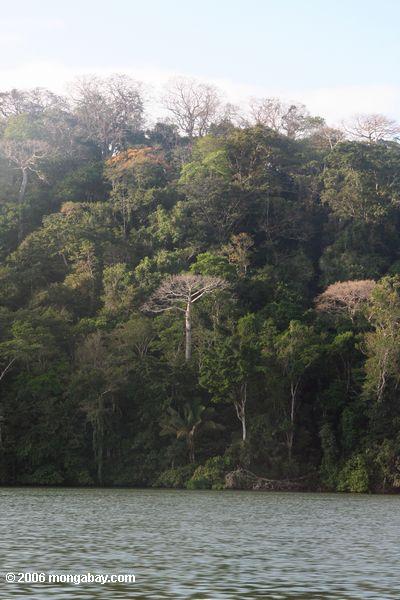 Rainforest Soberania Nationalpark