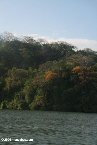Blühende Bäume im rainforest Soberania Nationalpark