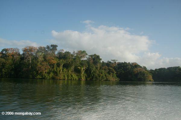 Selva que alinha o canal de Panamá perto de BCI