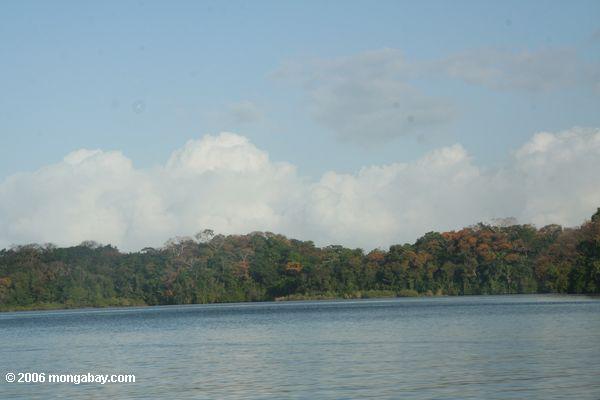 Dschungel entlang Ufer See Gatun