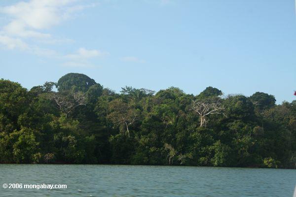 Soberania Nationalpark im Panamakanal-Zone