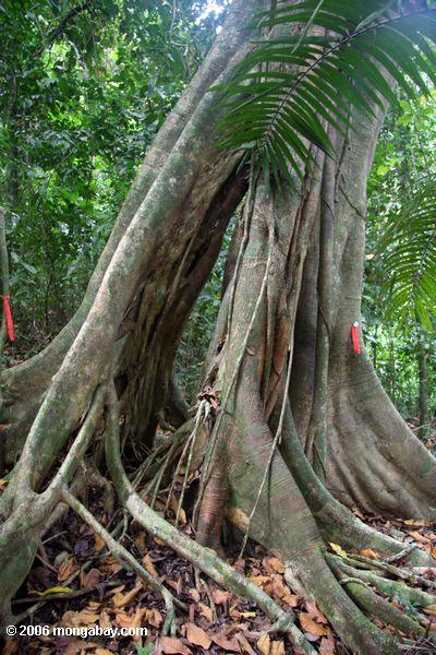 Ficus Baum, der ist etikettiert worden für Forschung auf BCI