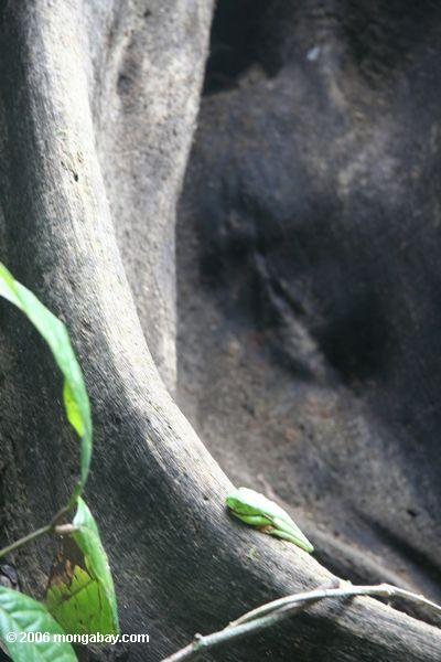 Gleitener Blattfrosch (Agalychnis spurrelli) auf einer Strebepfeilerwurzel eines überdachungbaums auf Barro Kolorado Insel