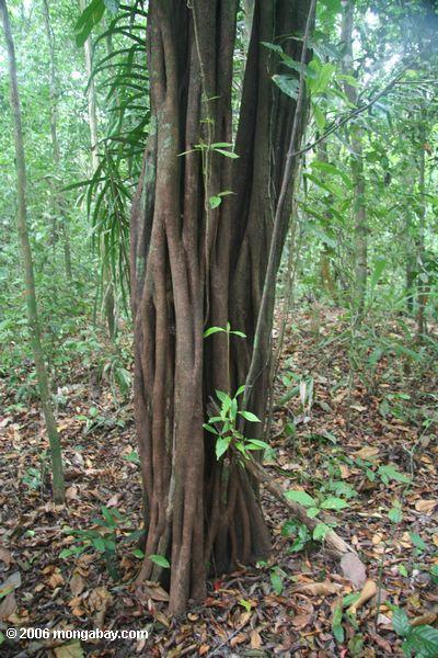Ficus Baum