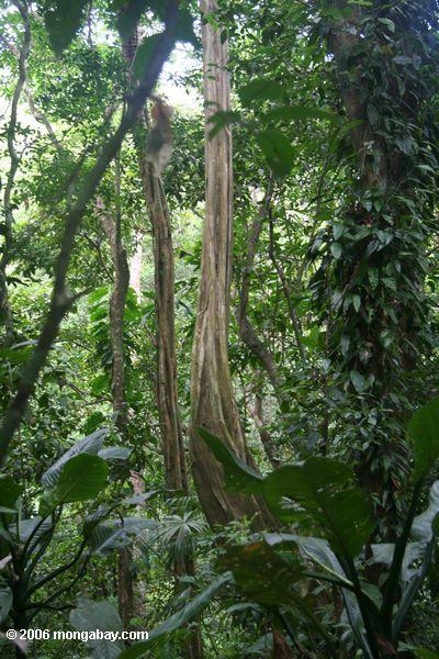 bciの雨の森の中に太い木のつる植物